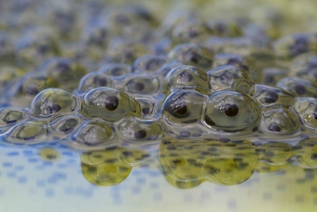 Cung cấp trứng ếch chất lượng cao